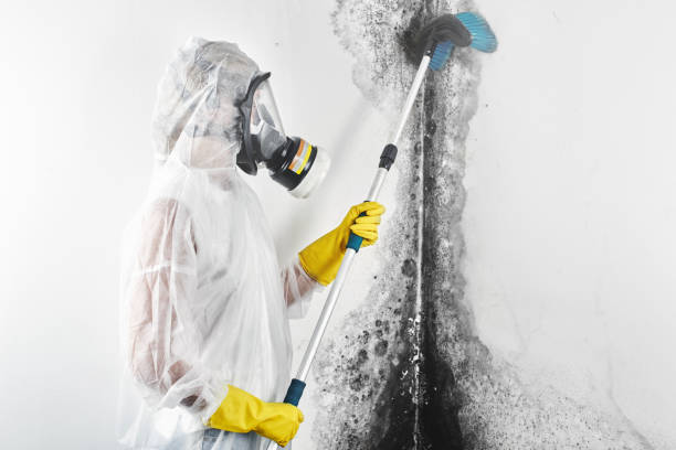Best Environmental Consulting for Mold Prevention  in Cheraw, SC