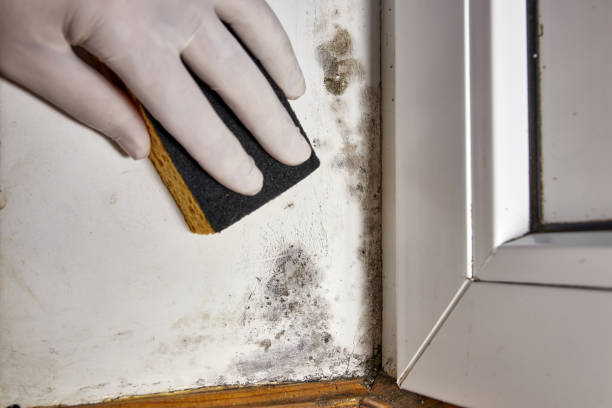 Best Industrial Mold Remediation  in Cheraw, SC