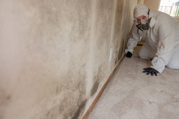 Mold Odor Removal Services in Cheraw, SC